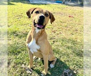 Mutt Dogs for adoption in Conroe, TX, USA