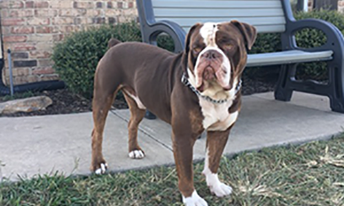 Medium Photo #1 Olde English Bulldogge Puppy For Sale in MAYPEARL, TX, USA