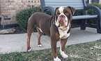 Small Photo #1 Olde English Bulldogge Puppy For Sale in MAYPEARL, TX, USA