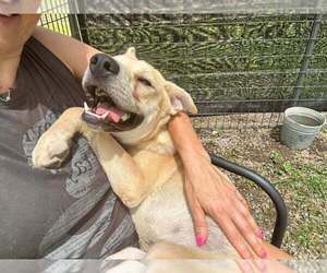 Mutt Dogs for adoption in Abbeville, LA, USA