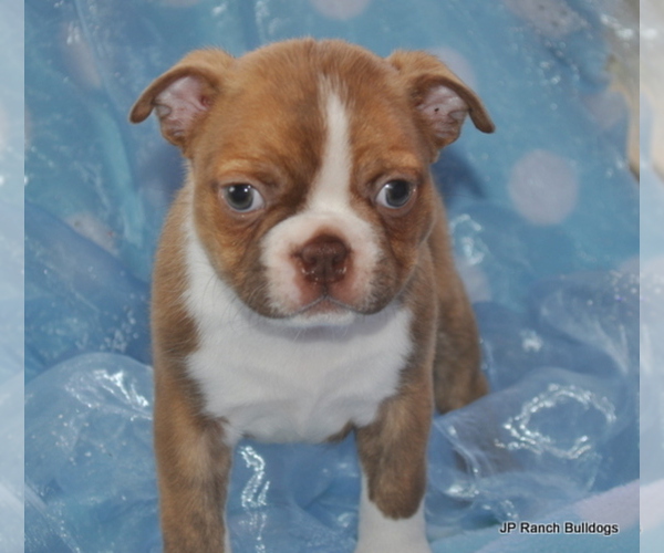Medium Photo #2 Boston Terrier Puppy For Sale in ROYSE CITY, TX, USA