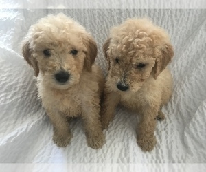 Goldendoodle-Poodle (Toy) Mix Puppy for sale in TACOMA, WA, USA