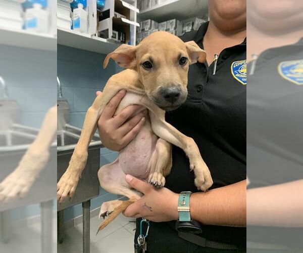 Medium Photo #1 American Pit Bull Terrier-Unknown Mix Puppy For Sale in Corpus Christi, TX, USA