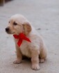 Small Photo #6 Golden Retriever Puppy For Sale in NEW PITTSBURGH, OH, USA