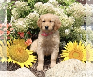 Golden Retriever Puppy for sale in APPLE CREEK, OH, USA