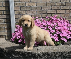 Golden Retriever Puppy for sale in MILLERSBURG, OH, USA