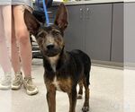 Small Australian Kelpie Mix