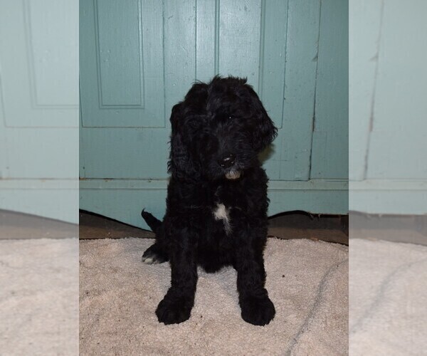 Medium Photo #5 Goldendoodle Puppy For Sale in RITTMAN, OH, USA