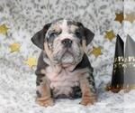 Small #1 English Bulldog