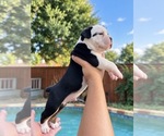 Small Photo #3 Olde English Bulldogge Puppy For Sale in FORT WORTH, TX, USA