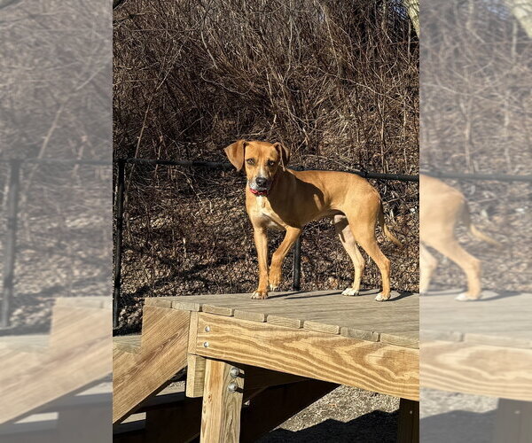 Medium Photo #8 Mutt Puppy For Sale in Elmsford, NY, USA