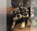 Small Photo #1 Schnauzer (Miniature) Puppy For Sale in LEEDS, ND, USA