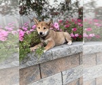 Small #1 Shiba Inu