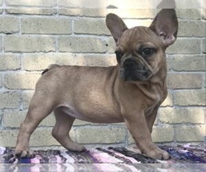 French Bulldog Puppy for sale in HOUSTON, TX, USA