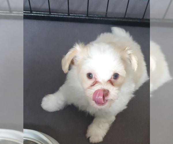 Medium Photo #2 Pom-A-Poo Puppy For Sale in Pacolet, SC, USA