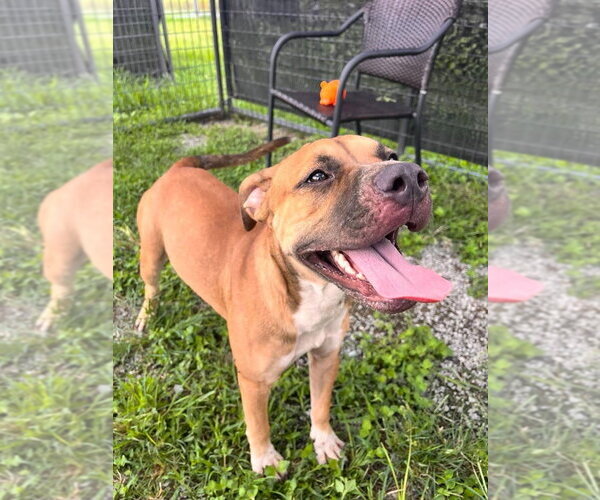 Medium Photo #2 Mutt Puppy For Sale in Abbeville, LA, USA