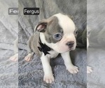 Small #3 Boston Terrier