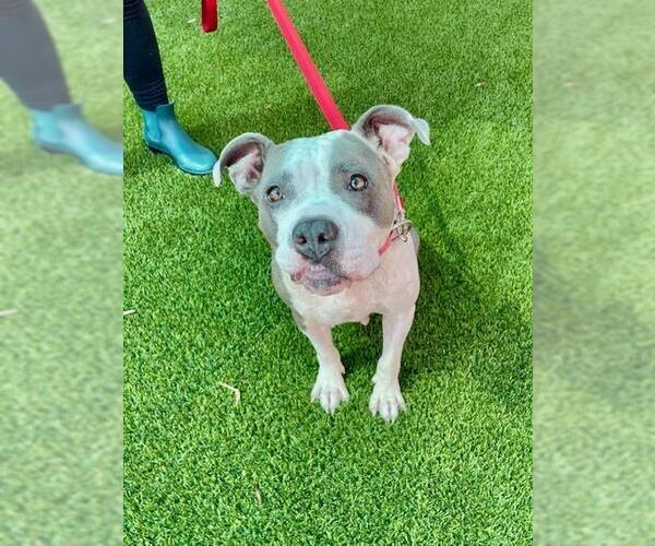 Medium Photo #2 American Pit Bull Terrier-Unknown Mix Puppy For Sale in Baytown, TX, USA