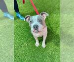 Small #1 American Pit Bull Terrier Mix