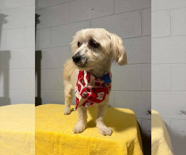 Medium Photo #2 Zuchon Puppy For Sale in Mukwonago, WI, USA