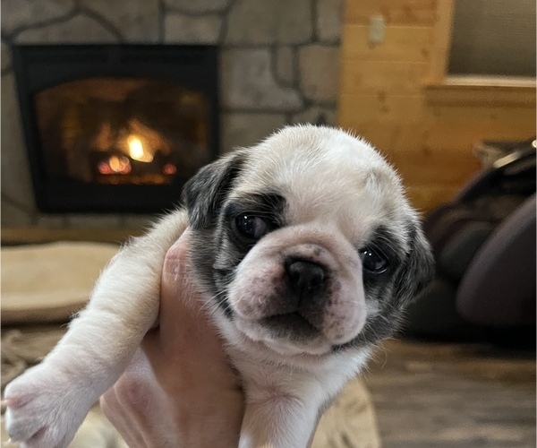 Medium Photo #4 Pug Puppy For Sale in NEW LONDON, OH, USA