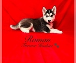 Puppy Roman Siberian Husky