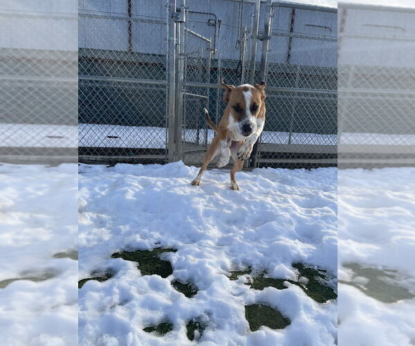 Medium Photo #5 Mutt Puppy For Sale in Evansville, IN, USA