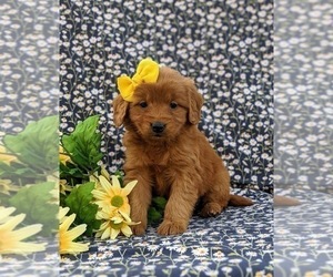 Goldendoodle (Miniature) Puppy for sale in QUARRYVILLE, PA, USA