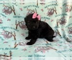 Small #1 Aussiedoodle Miniature 