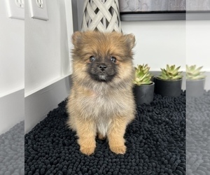 Pomeranian Puppy for sale in FRANKLIN, IN, USA