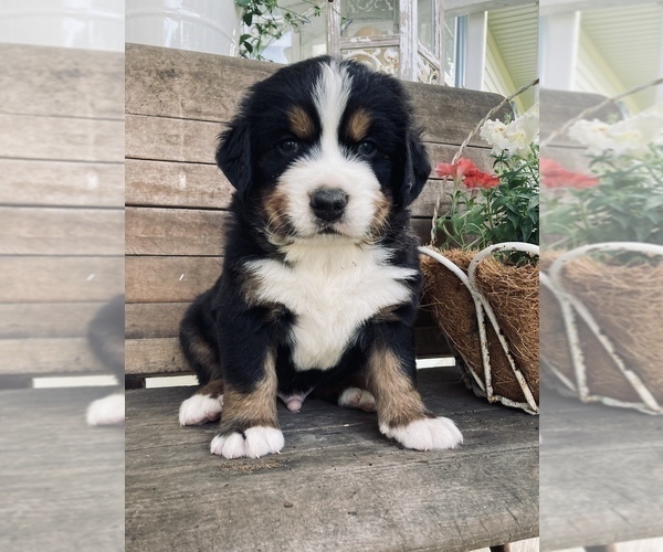Medium Photo #1 Bernese Mountain Dog Puppy For Sale in BEDFORD, IN, USA