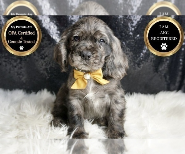 Medium Photo #42 Cocker Spaniel Puppy For Sale in WARSAW, IN, USA