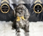 Small Photo #42 Cocker Spaniel Puppy For Sale in WARSAW, IN, USA