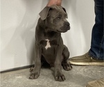 Small Photo #1 Cane Corso Puppy For Sale in MASON, IL, USA