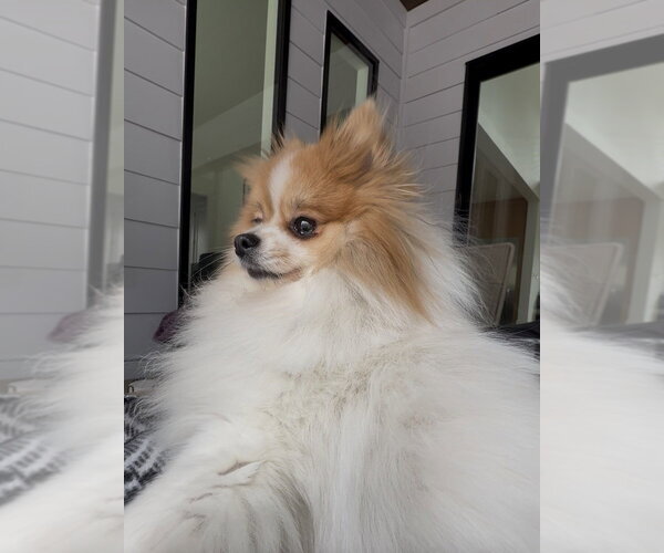 Medium Photo #3 Pomeranian-Unknown Mix Puppy For Sale in Raleigh, NC, USA