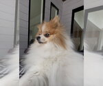 Small #2 Pomeranian Mix