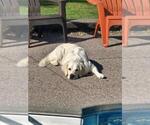 Small #5 English Cream Golden Retriever