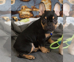 Small Photo #4 French Bulldog Puppy For Sale in MILWAUKEE, WI, USA