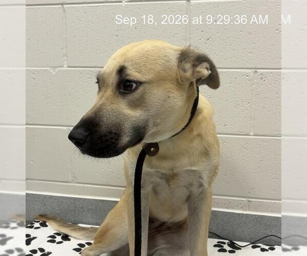 Medium Photo #1 Black Mouth Cur-German Shepherd Dog Mix Puppy For Sale in Ocala, FL, USA