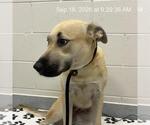 JUNIPER - Female Black Mouth Cur-German Shepherd Dog Mix Dog for Adoption - Small photo