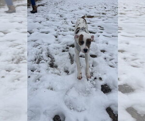 Alosa - Female Mutt Dog for Adoption - Photo #9