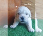 Small #4 English Cream Golden Retriever