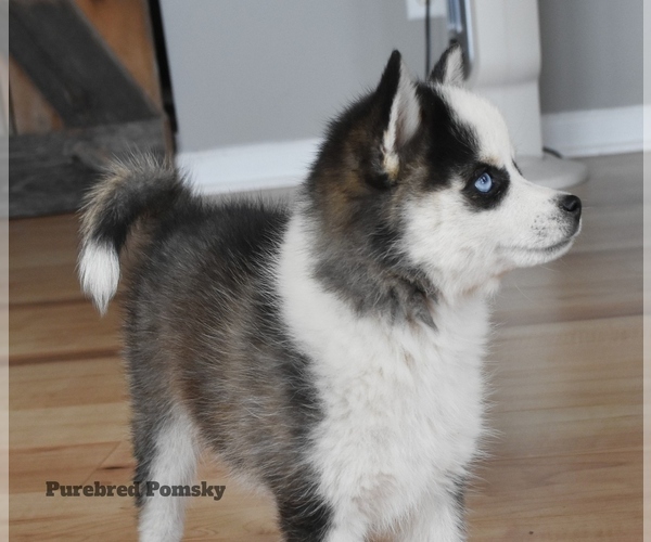 Medium Photo #2 Pomsky Puppy For Sale in KANSAS CITY, MO, USA