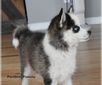 Small #1 Pomsky