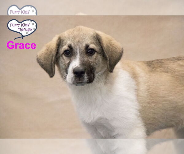 Medium Photo #1 Anatolian Pyrenees Puppy For Sale in Lee's Summit, MO, USA