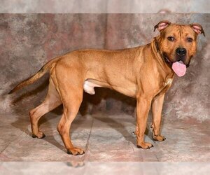 American Pit Bull Terrier Dogs for adoption in West Valley, UT, USA