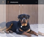 Small Photo #1 Rottweiler Puppy For Sale in ELK GROVE, CA, USA