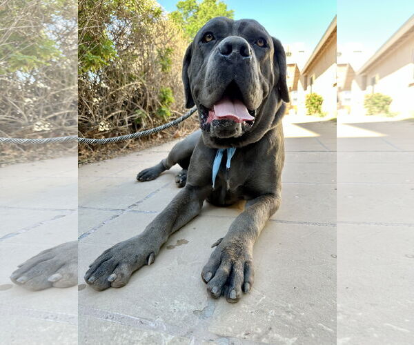 Medium Photo #4 Mutt Puppy For Sale in Goodyear, AZ, USA