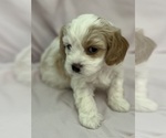 Small #2 Cavapoo