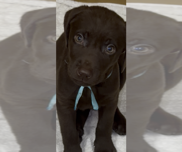 Medium Photo #1 Labrador Retriever Puppy For Sale in SIMI VALLEY, CA, USA